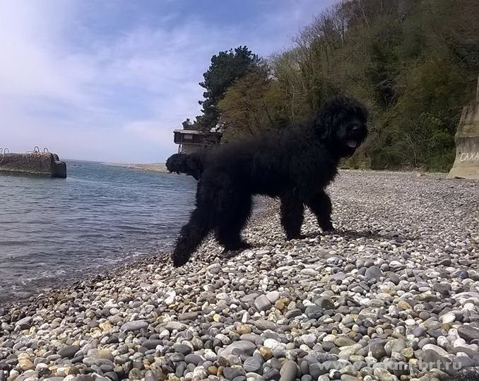 Adam Racy Style ZEUS